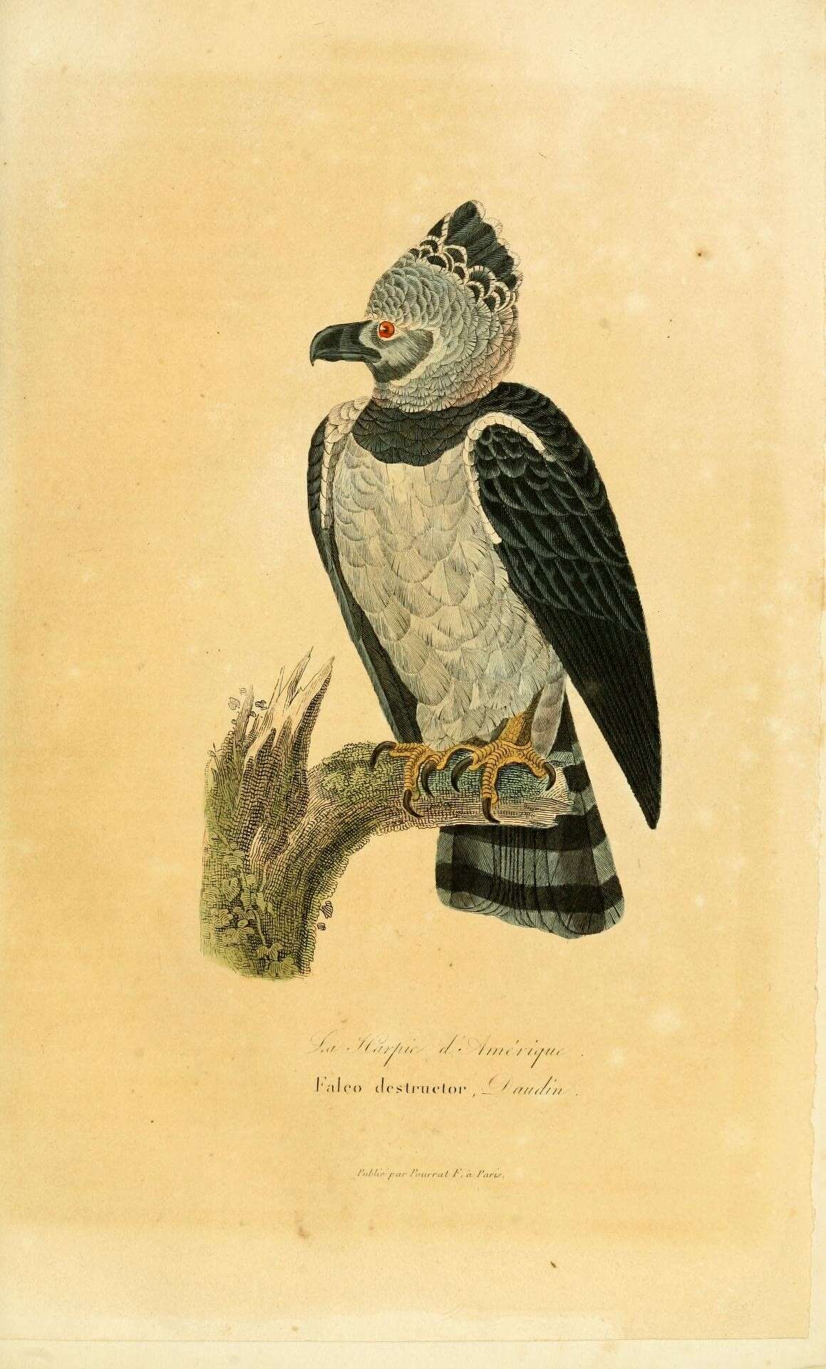 Image of Harpia Vieillot 1816