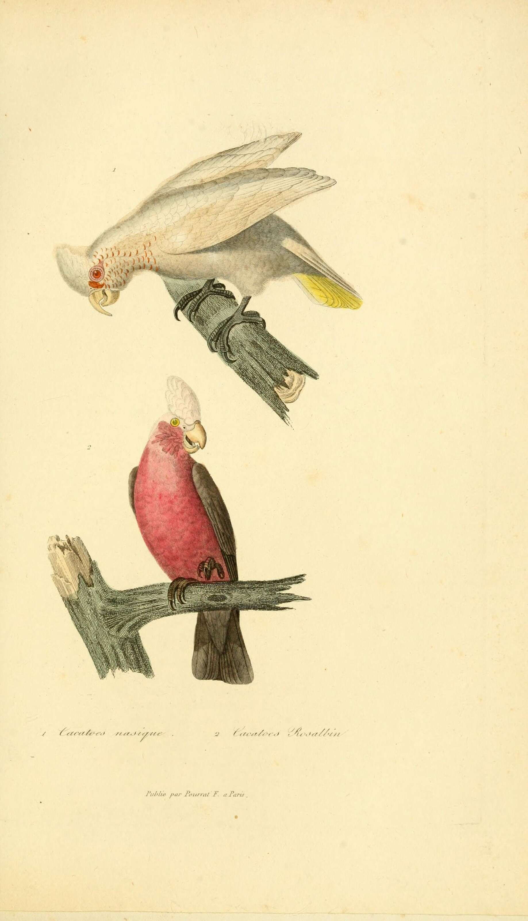 Image of Long-billed Corella