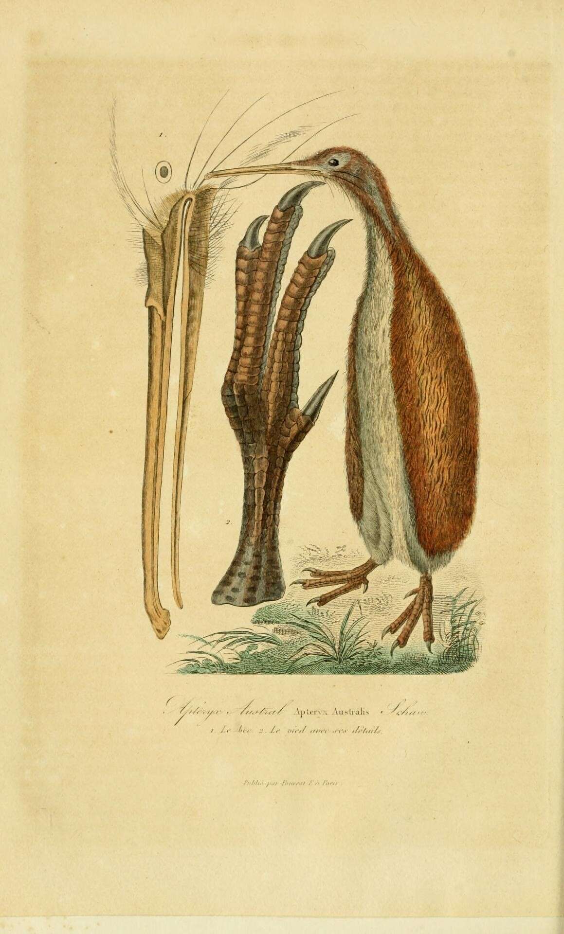 Plancia ëd Apteryx australis Shaw 1813