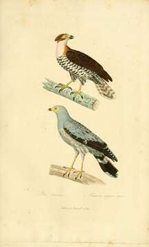 Image of Ornate Hawk-Eagle