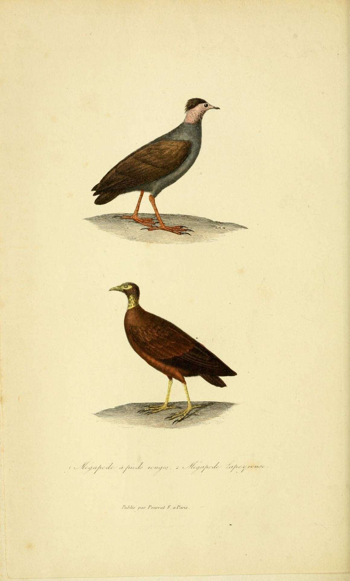 Image of Megapodius reinwardt reinwardt Dumont 1823