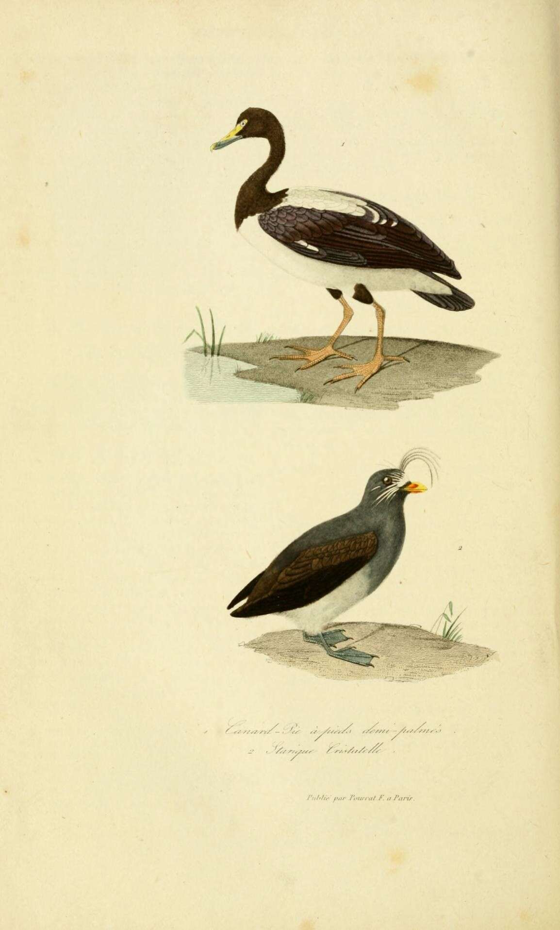 Image of magpie-goose