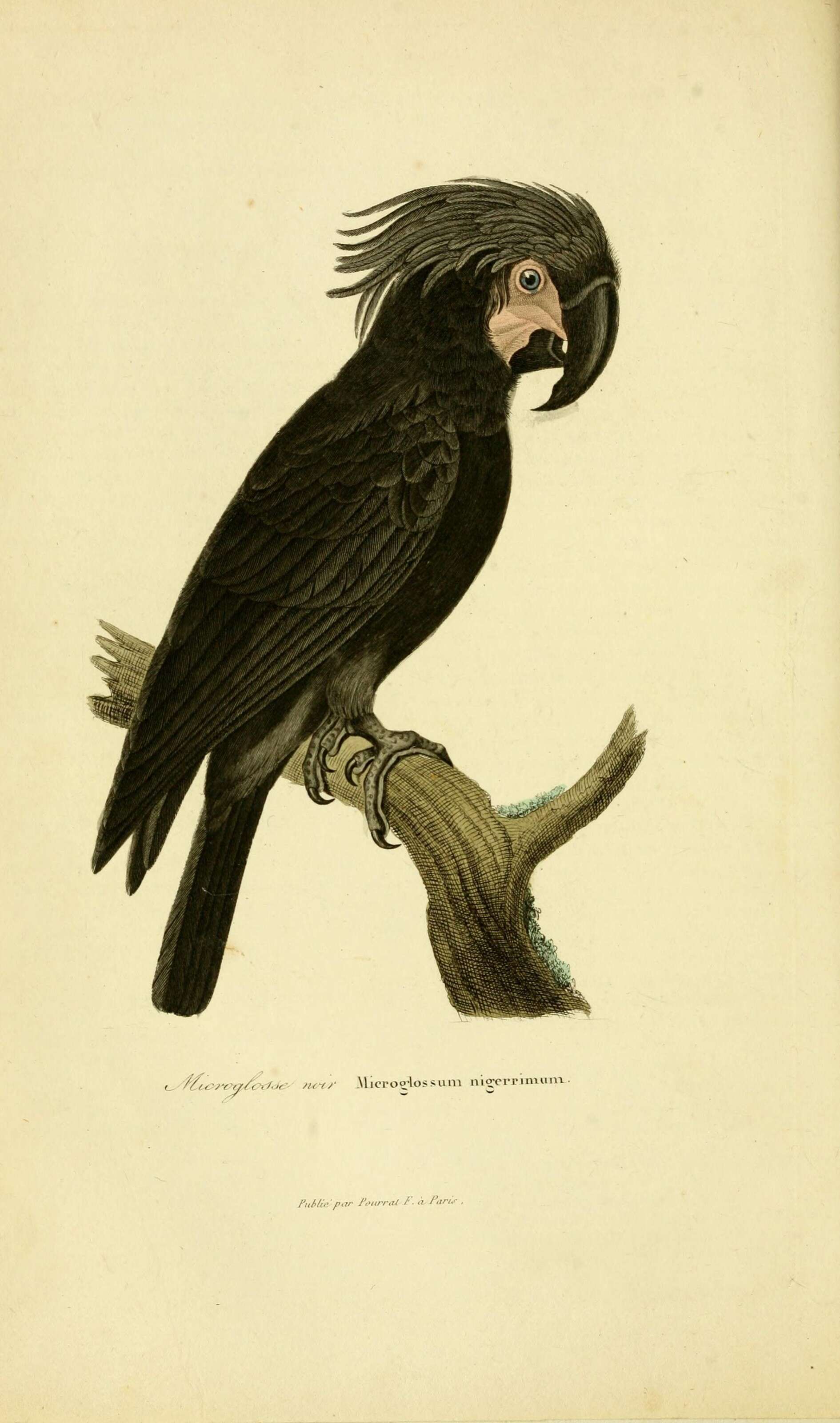 Image of Probosciger Kuhl 1820