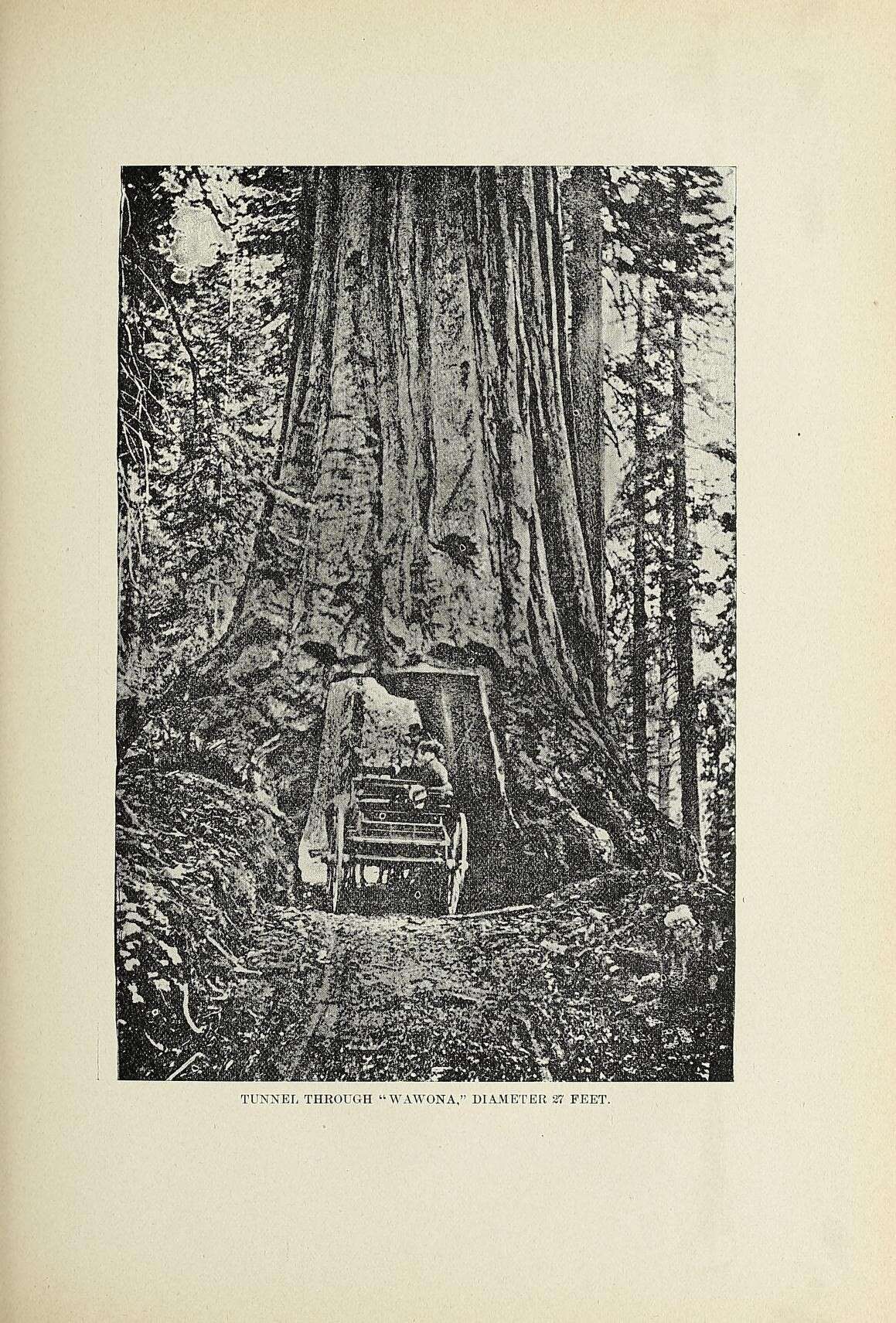 Sequoiadendron resmi