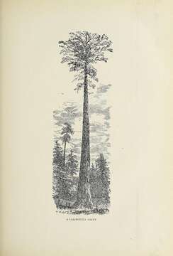 Sequoiadendron resmi