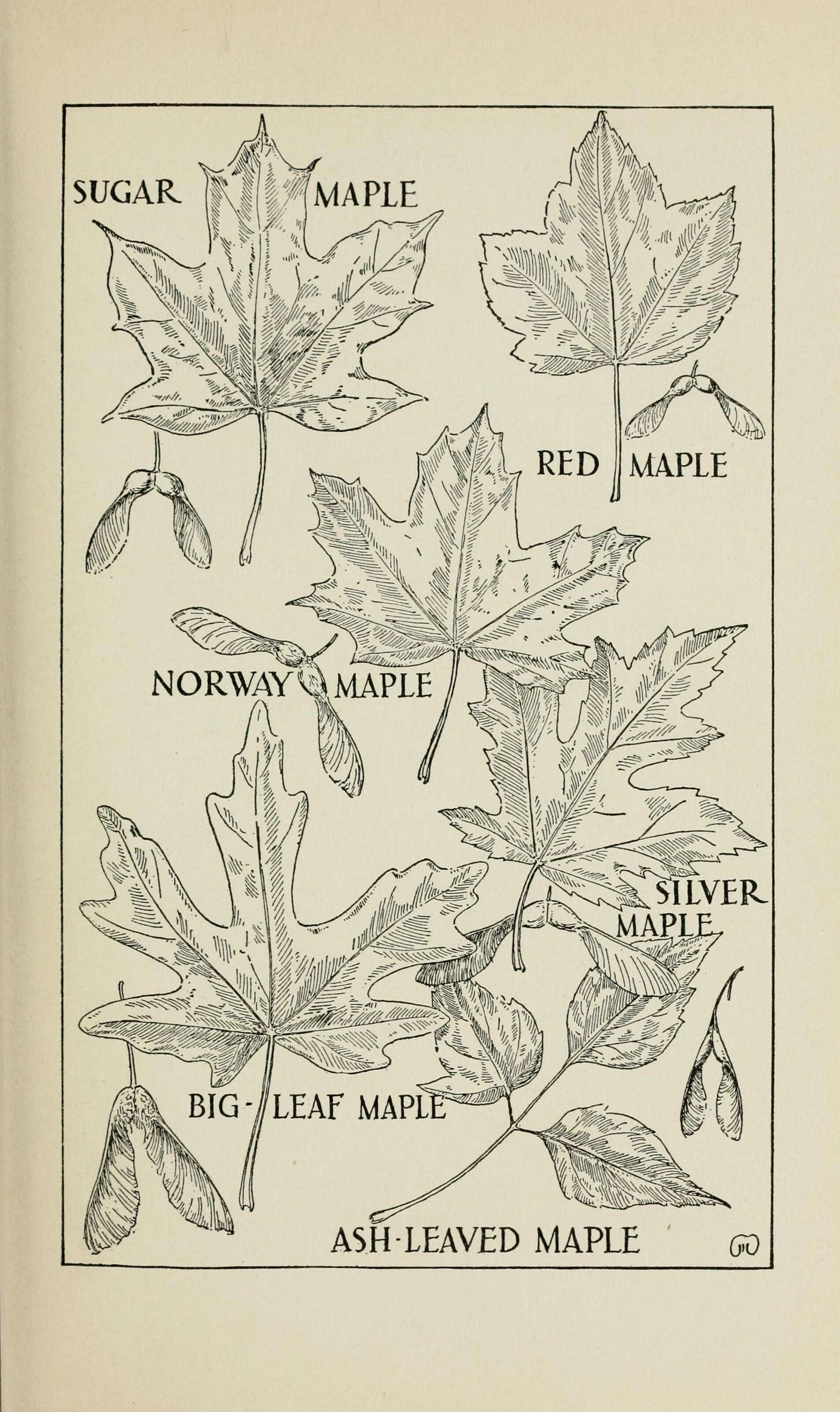 Image of sugar maple