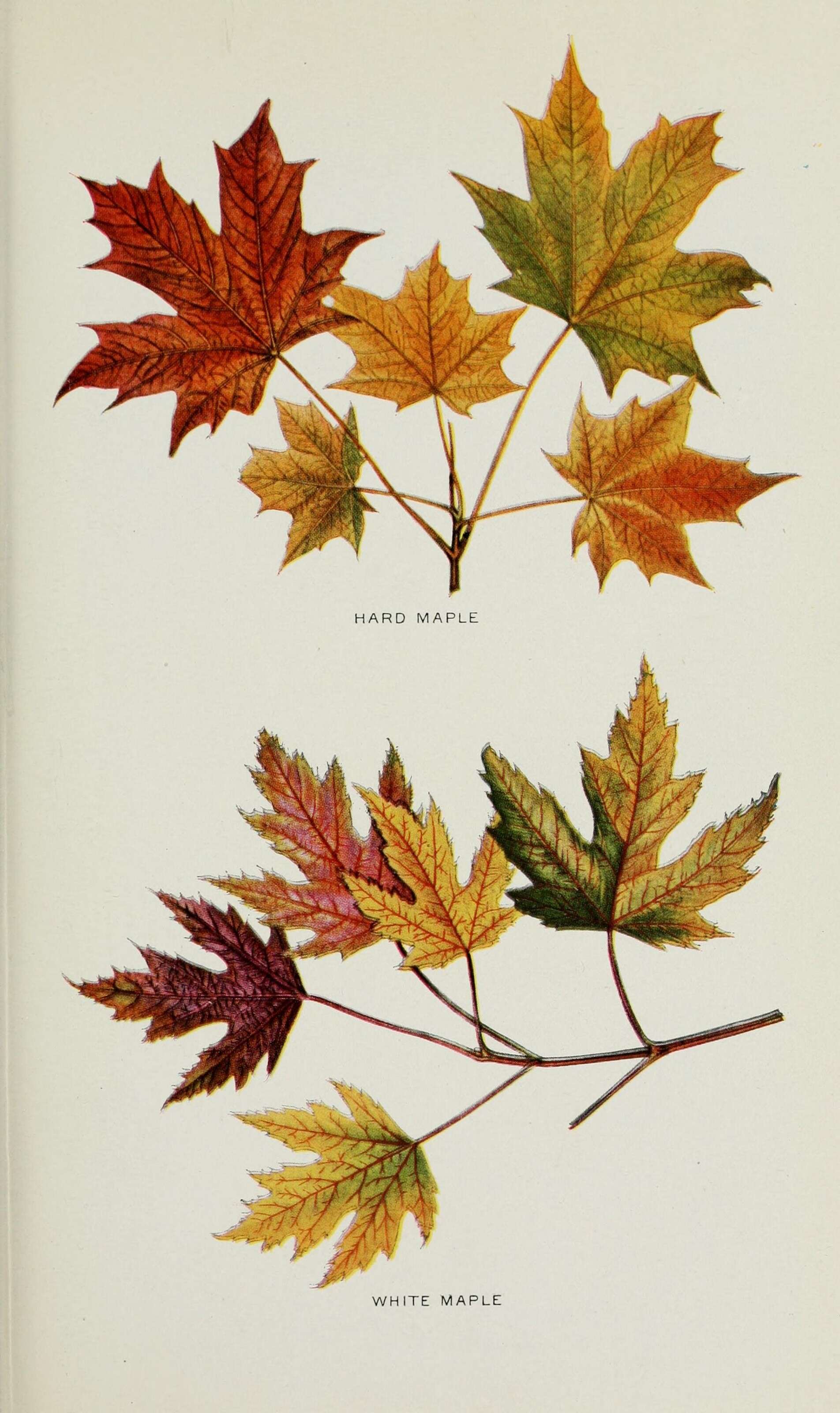 Image of sugar maple