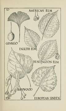 Image of Ginkgoopsida