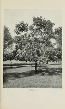 Image of catalpa