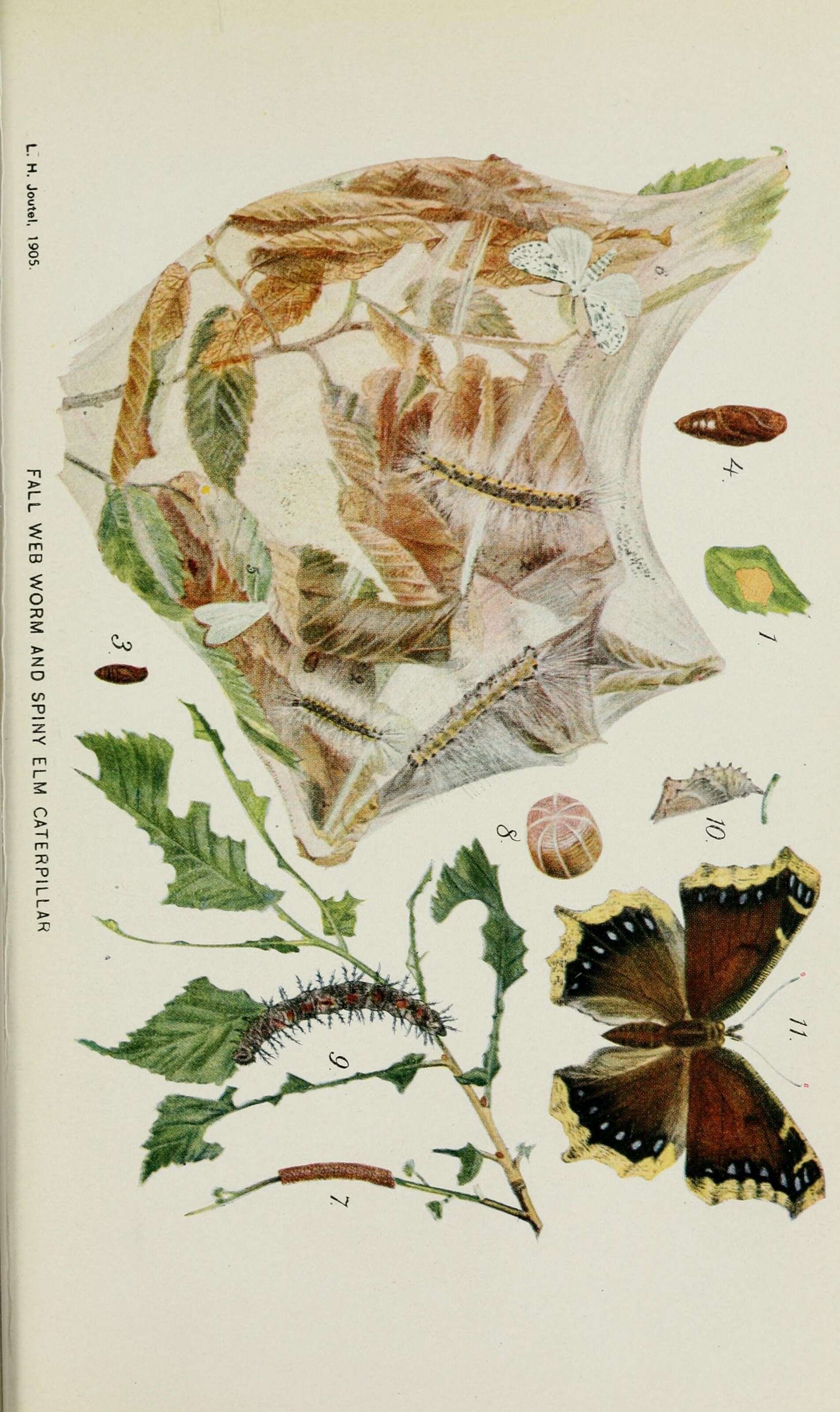 Image of Hyphantria Harris 1841