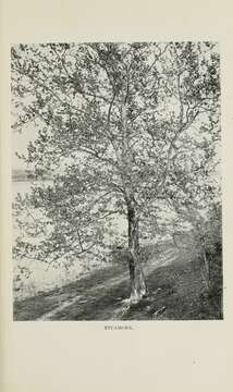 Image of plane tree family