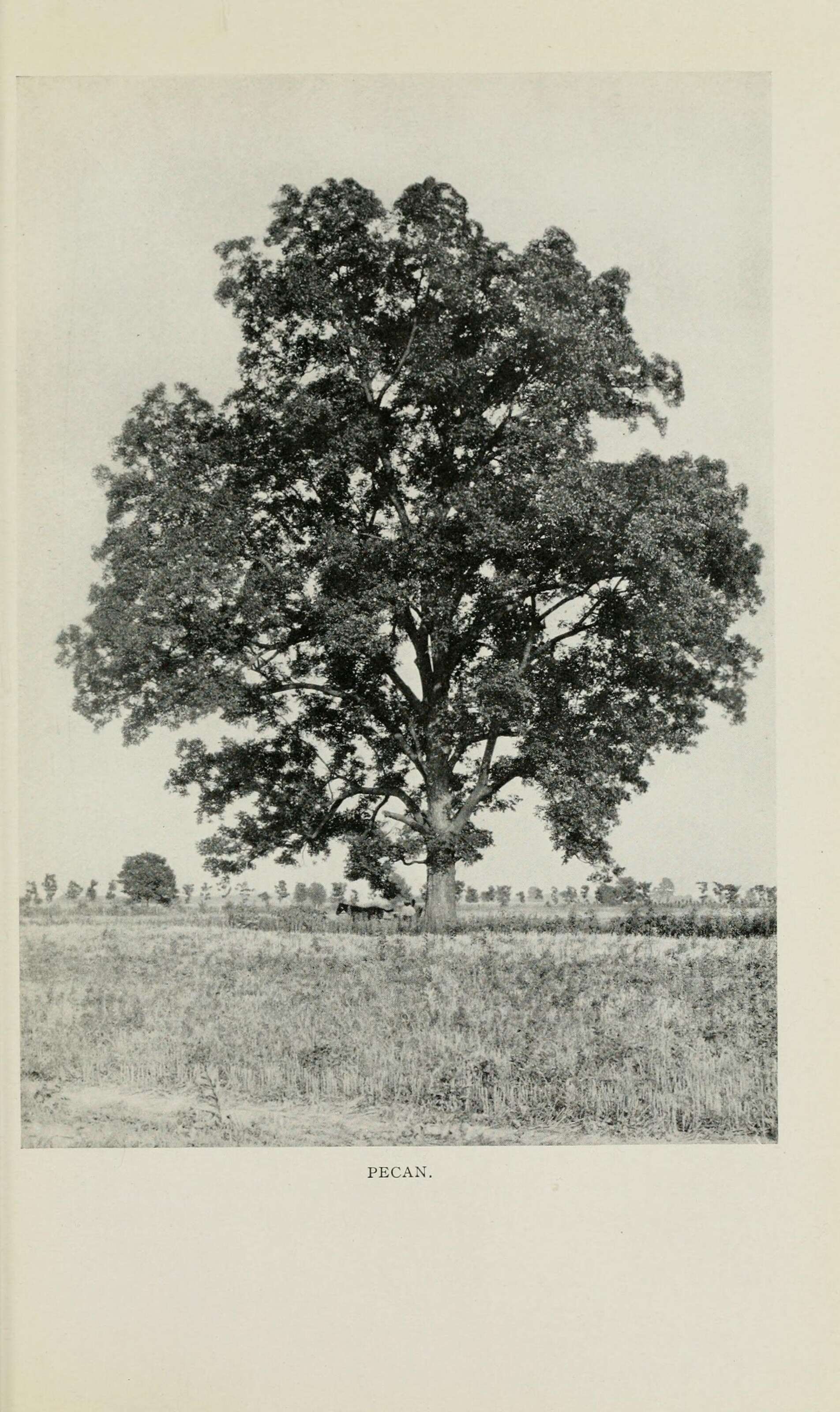 Image of hickory