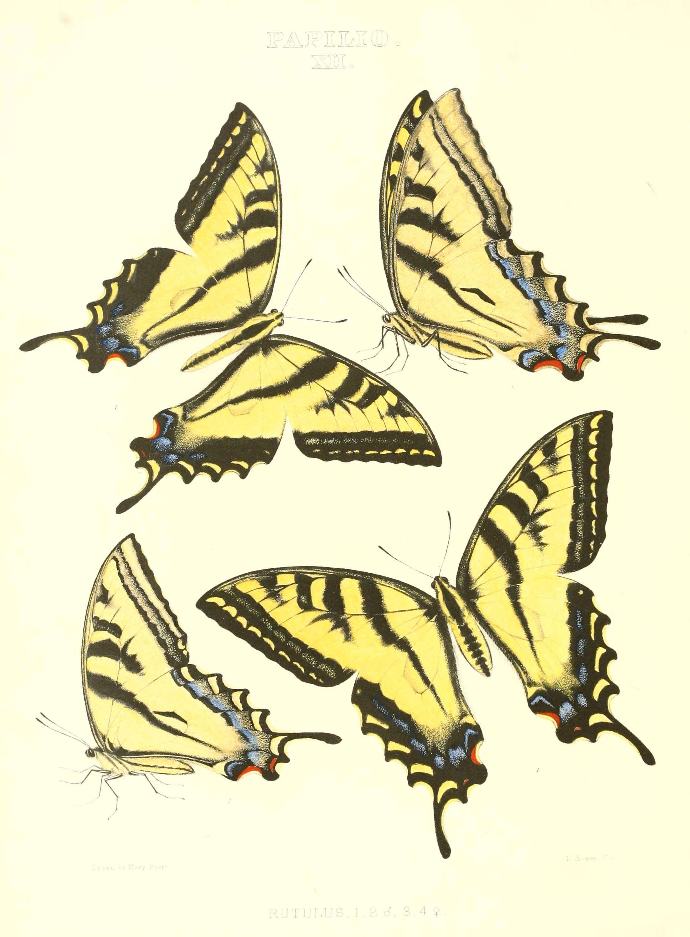 Image of Western Tiger Swallowtail