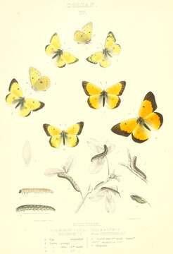 Image of Orange Sulphur