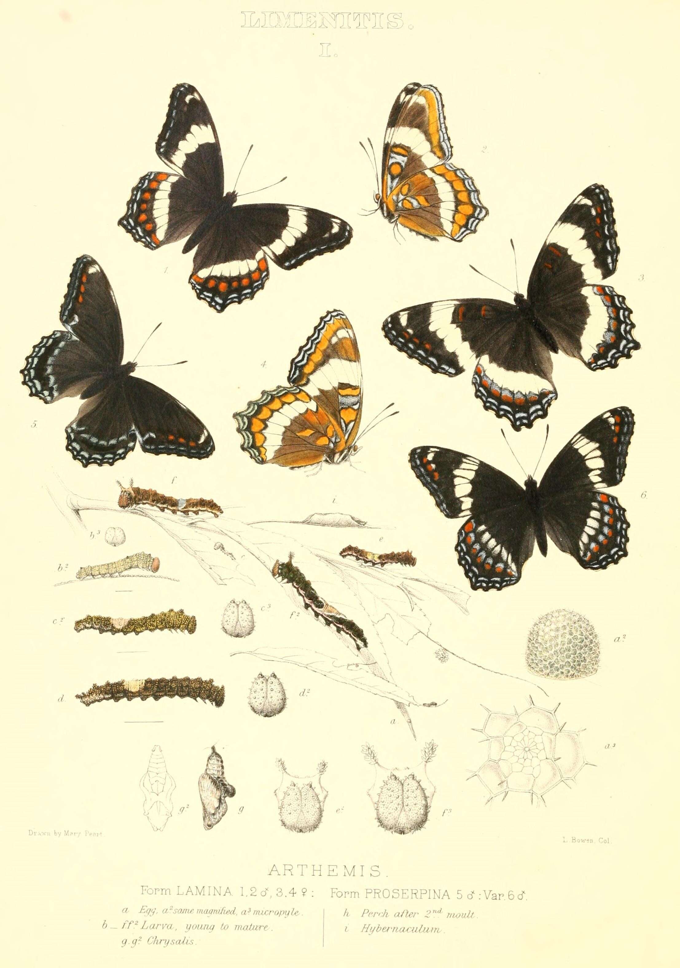 Image of Red-Spotted Purple
