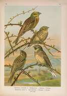 Image of Yellowhammer