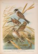 Image of Common Reed Bunting