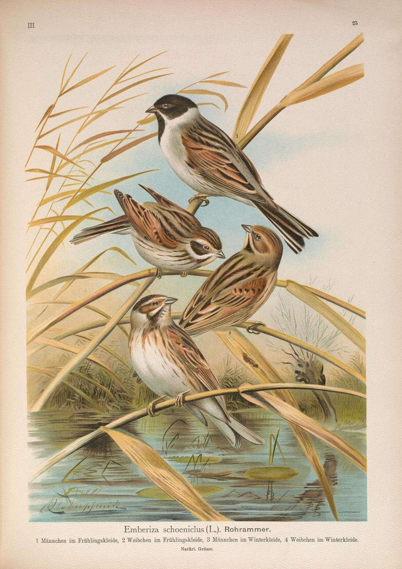 Image of Common Reed Bunting