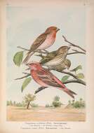 Image of Common Rosefinch