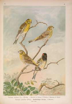 Image of serin, european serin