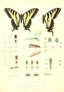 Image of Western Tiger Swallowtail