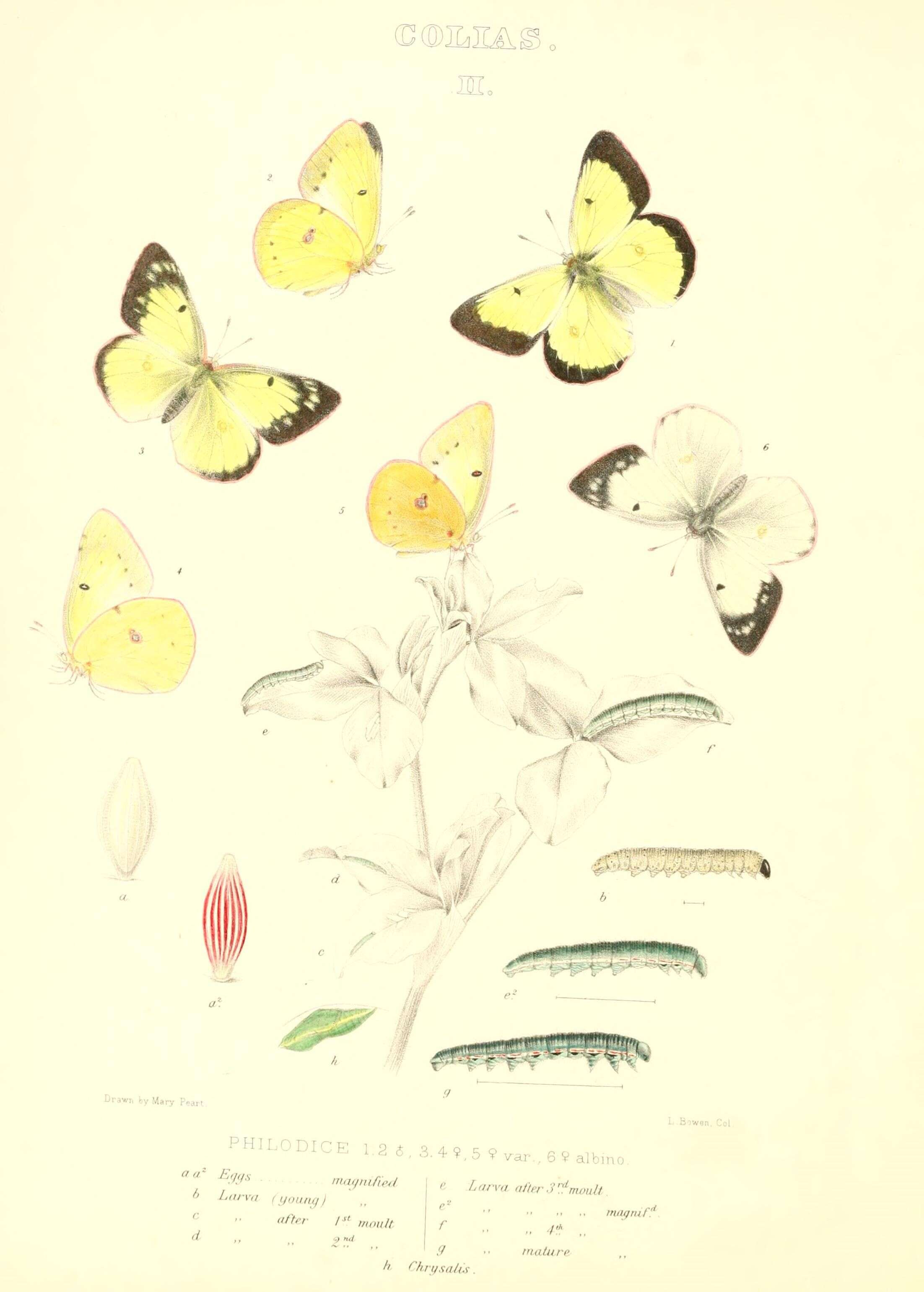 Imagem de Colias philodice Godart (1819)