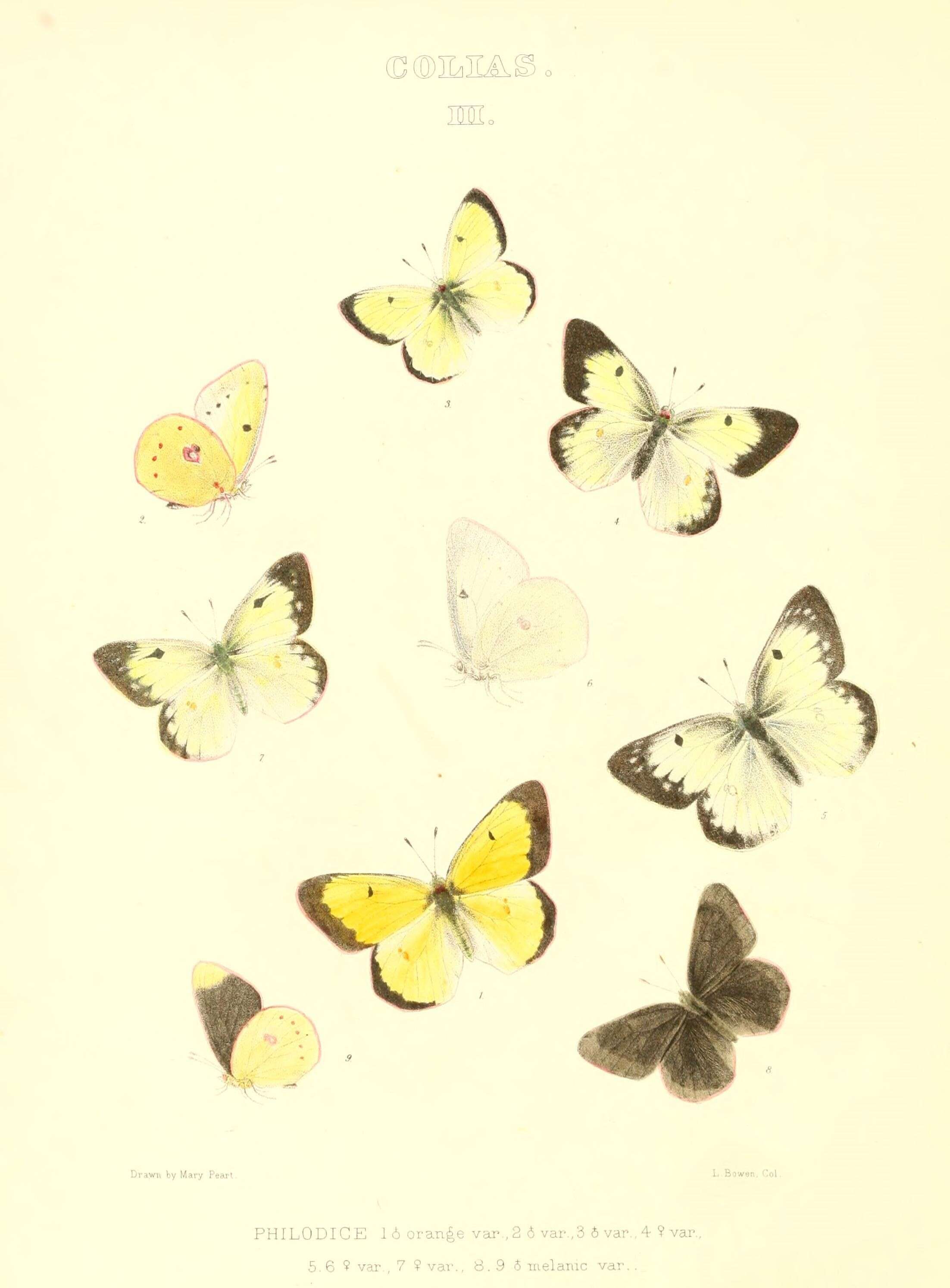 Imagem de Colias philodice Godart (1819)