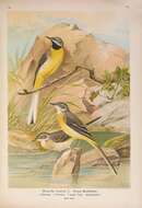 Imagem de Motacilla cinerea Tunstall 1771