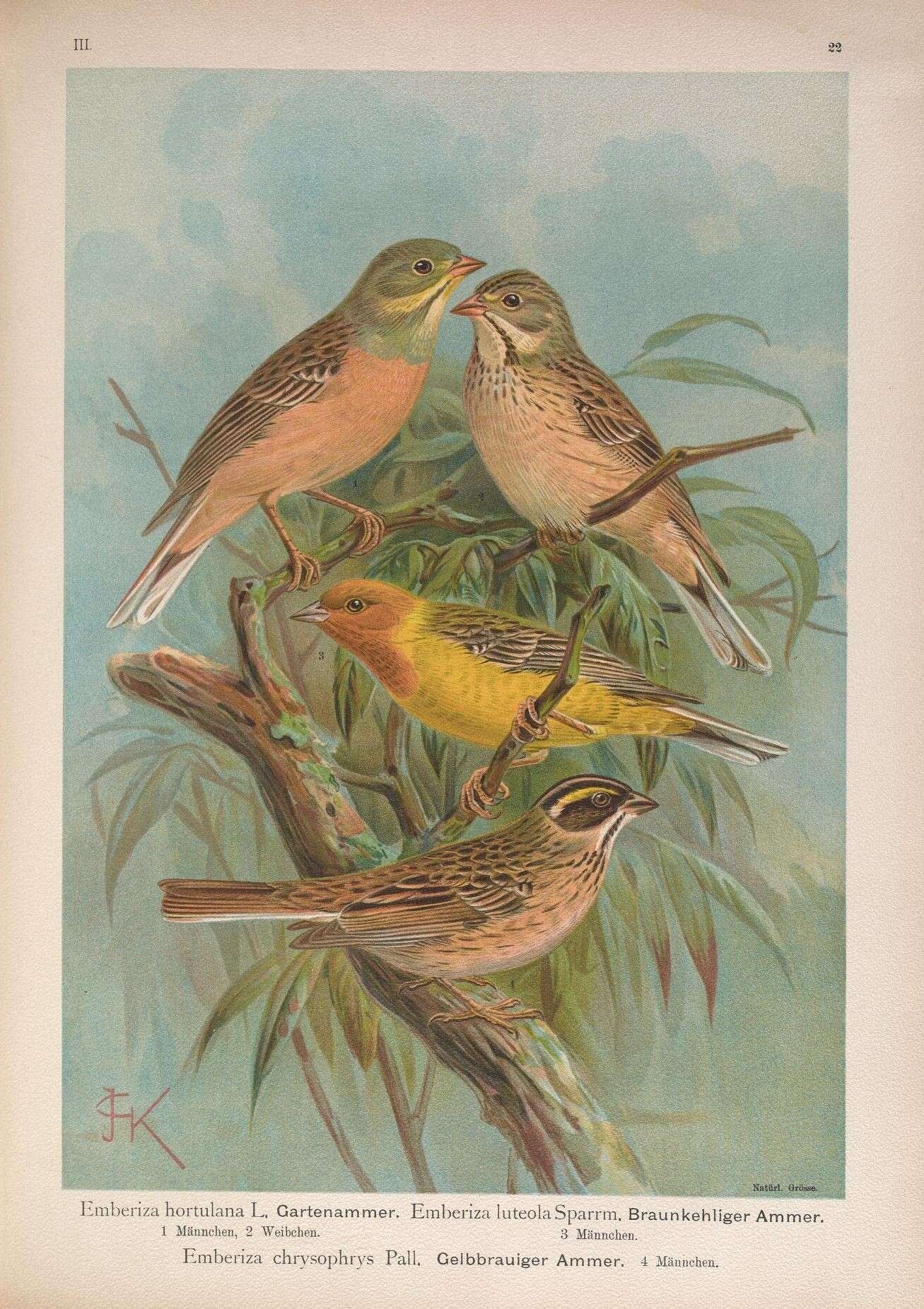 Image of Ortolan Bunting