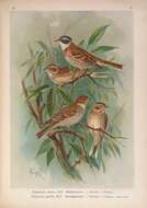 Image of Rustic Bunting