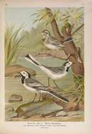 Image of Pied Wagtail and White Wagtail