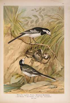 Image of Pied Wagtail and White Wagtail