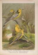 Image of Citrine Wagtail