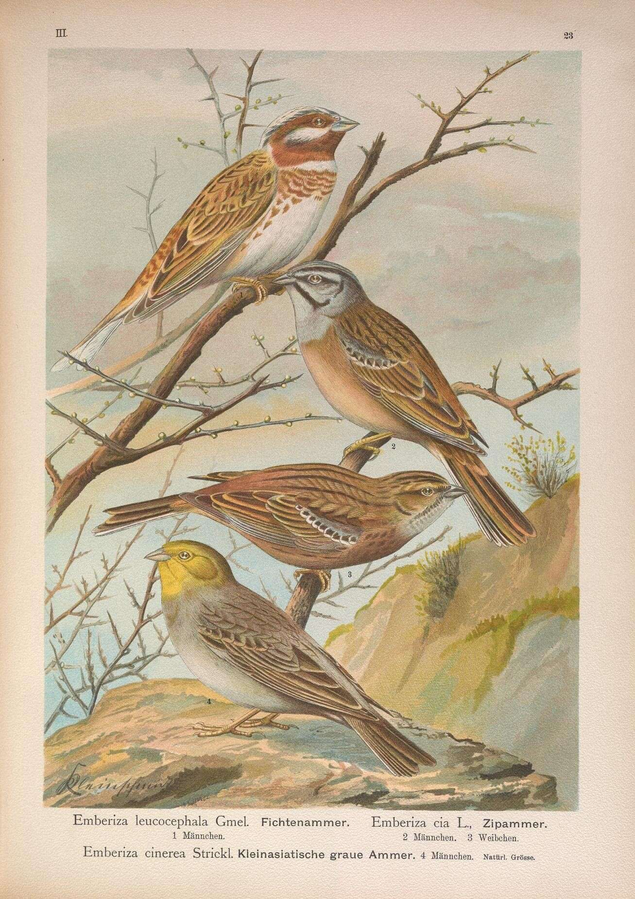 Image of Pine Bunting