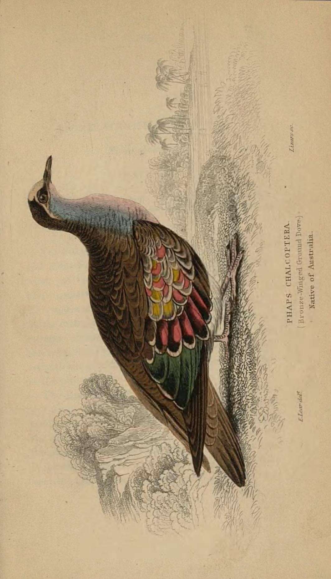 Image of Common Bronzewing