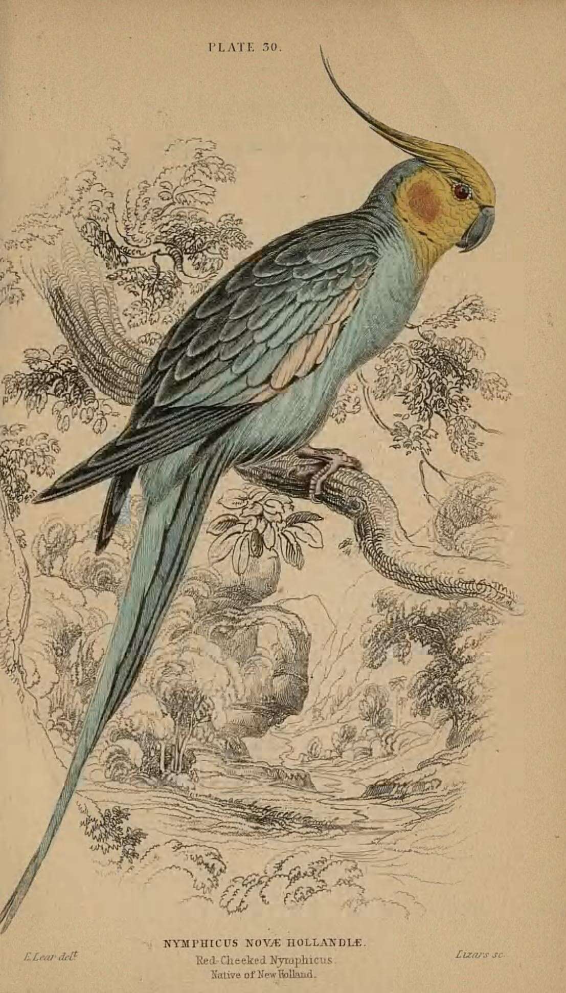 Image of Nymphicus Wagler 1832