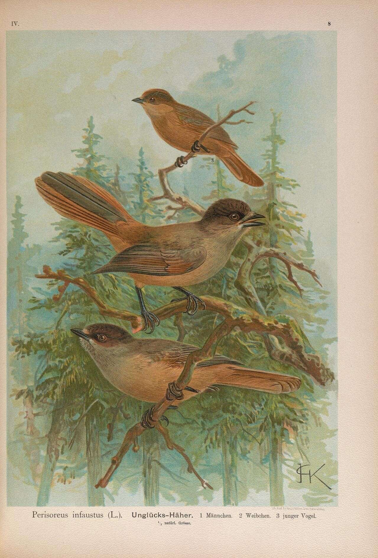 Image of Siberian Jay