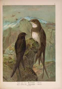 Image of swift, common swift