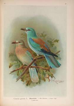 Image of European Roller