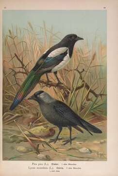 Image of magpie