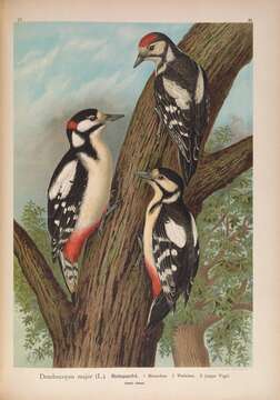 Image of Great Spotted Woodpecker