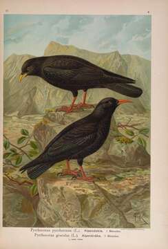 Image of Chough