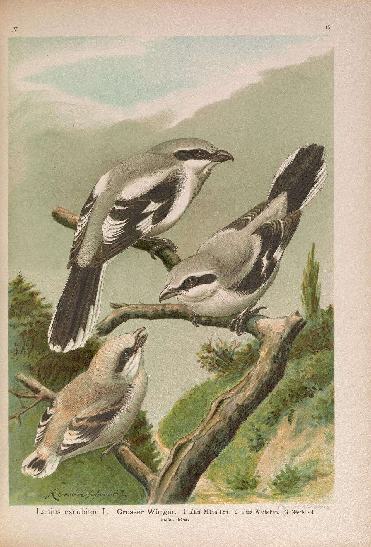 Image of Great Grey Shrike