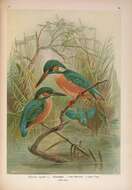 Image of Alcedo atthis ispida Linnaeus 1758