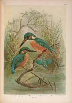 Image of Alcedo atthis ispida Linnaeus 1758