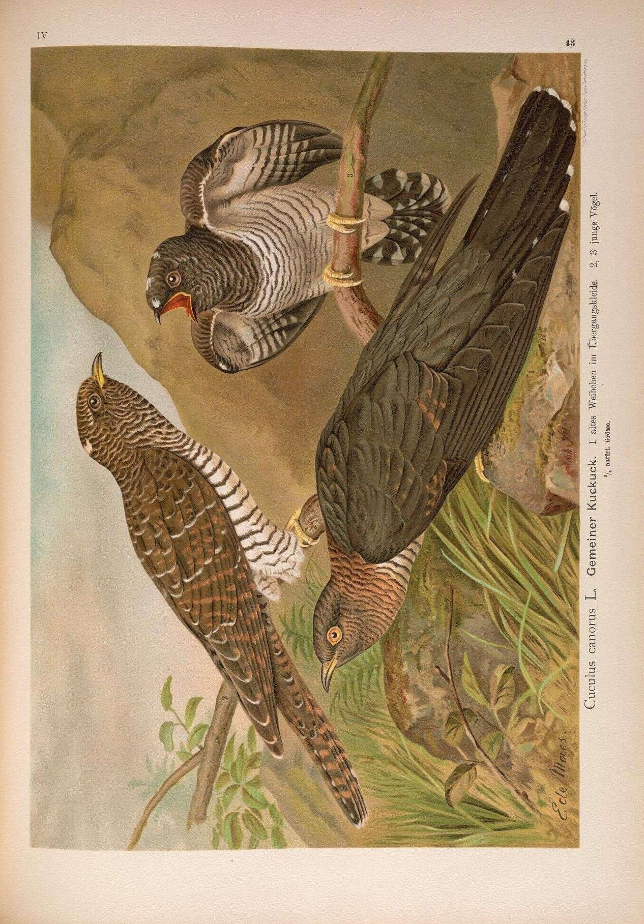 Image of Common Cuckoo