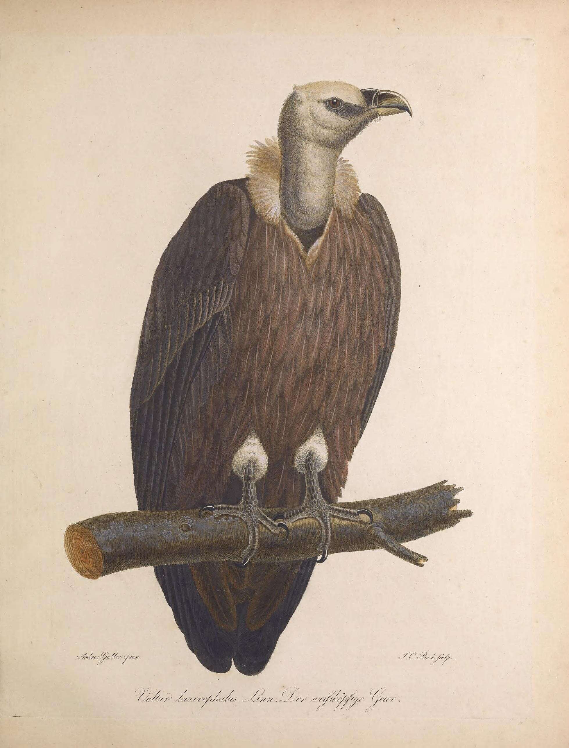 Imagem de Haliaeetus leucocephalus (Linnaeus 1766)