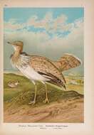 Image of Asian Houbara Bustard