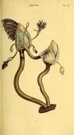 Sivun Lepas (Anatifa) anatifera Linnaeus 1758 kuva
