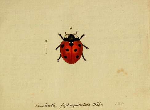 Image of lady beetles